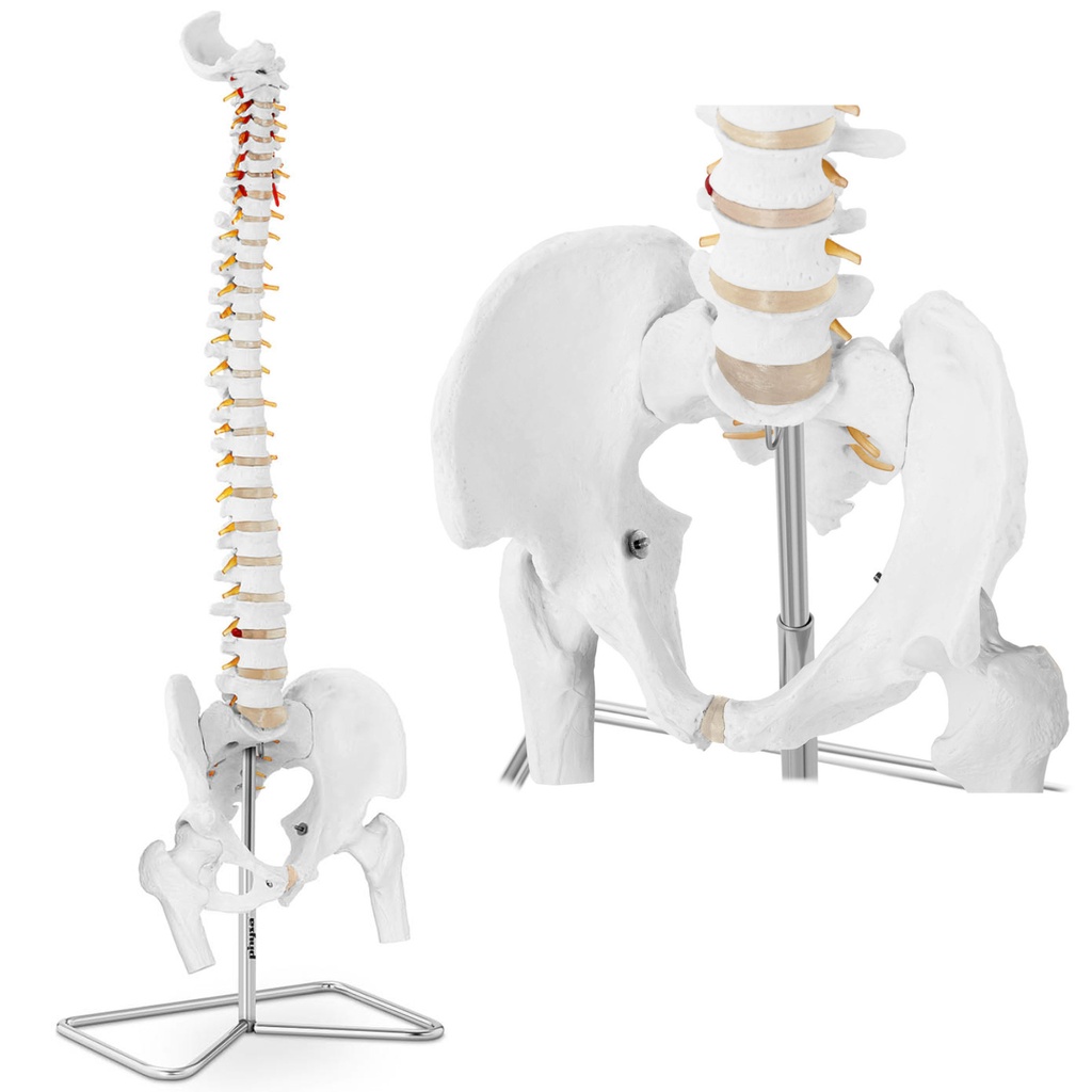 Inimese selgroo anatoomiline mudel koos meeste vaagnaga 86 cm