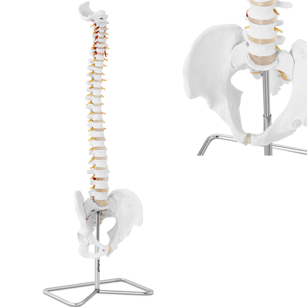 Inimese selgroo anatoomiline mudel koos meeste vaagnaga 76 cm