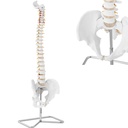 Inimese selgroo anatoomiline mudel koos meeste vaagnaga 76 cm