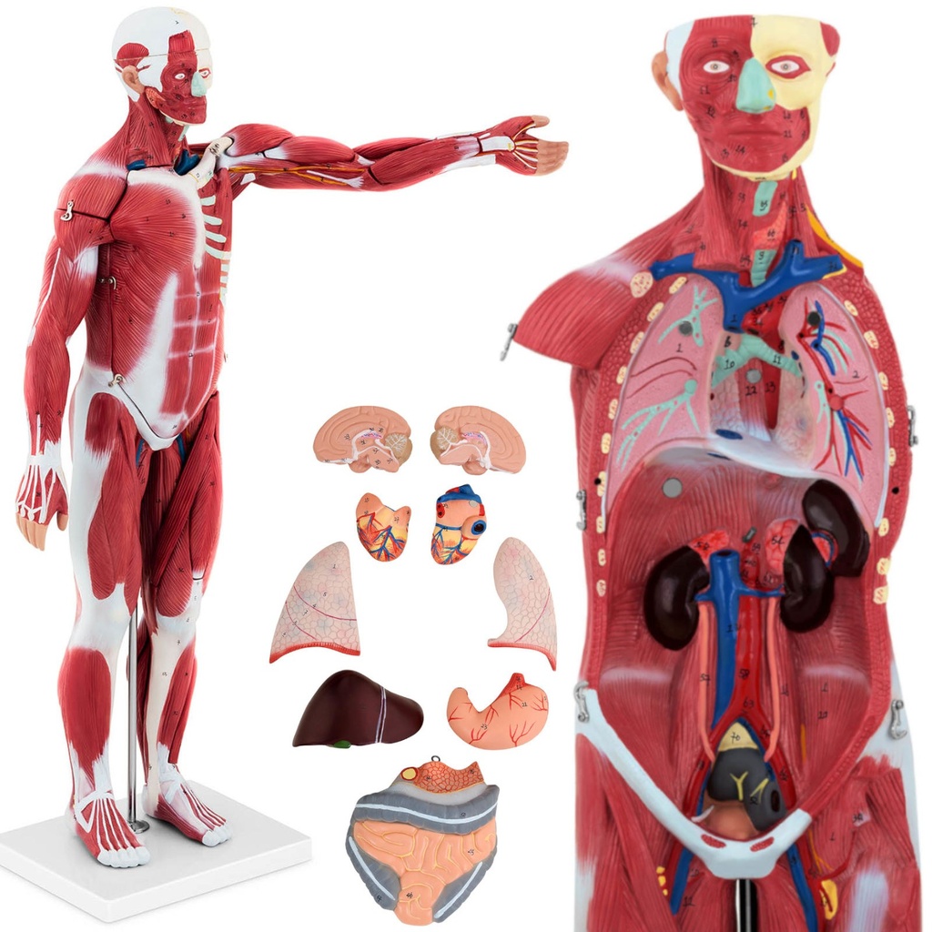 Inimkeha 3D anatoomiline mudel 27 elementi 76 cm