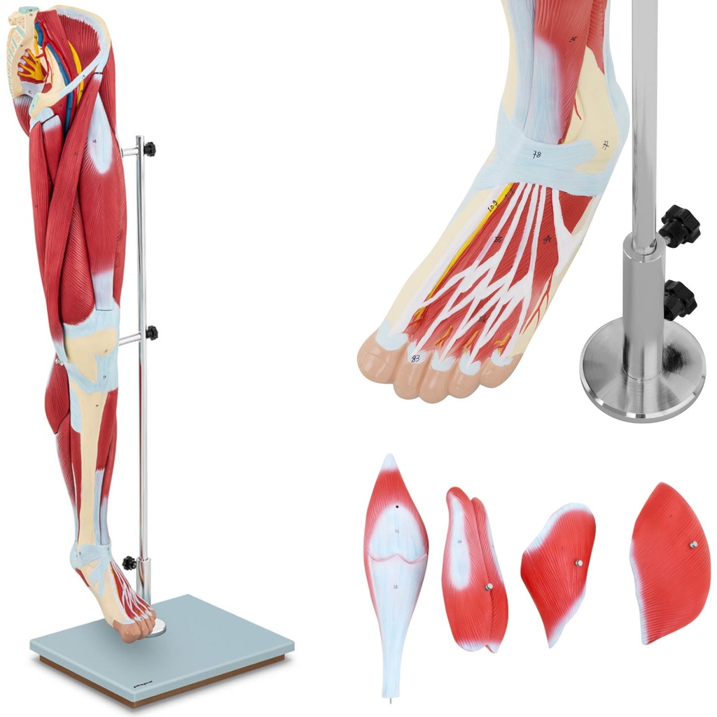 Inimese jalalihaste 3D anatoomiline mudel