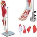 Inimese jalalihaste 3D anatoomiline mudel